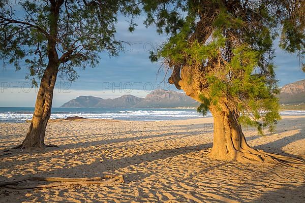 Sandy beach beach Playa Sa Canova with big trees in Son Serra de Marina, at the back Serres de Llevant mountains