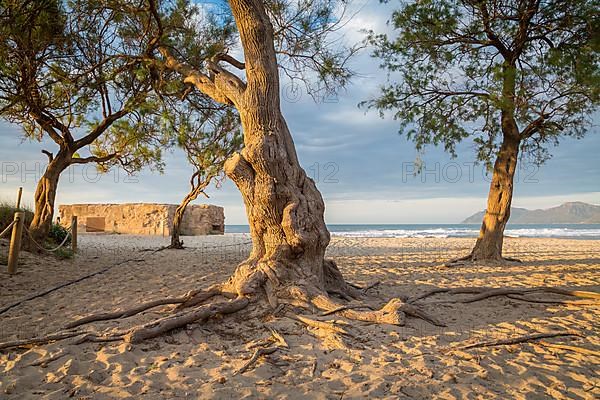 Large trees and bunkers on sandy beach Playa Sa Canova in Son Serra de Marina, back Serres de Llevant mountains