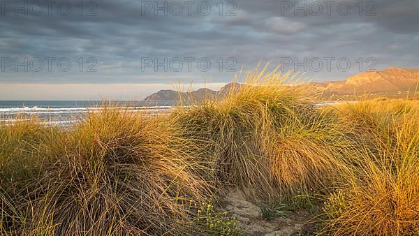 Evening atmosphere in dunes at the sandy beach Playa Sa Canova in Son Serra de Marina, in the back mountains Serres de Llevant