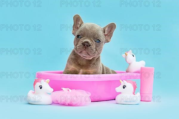 Isabella French Bulldog dog puppy in pink bathtub with rubber ducks on blue background,