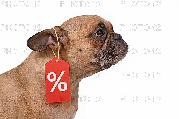French Bulldog dog with price tag with percent sale sign isolated on white background,
