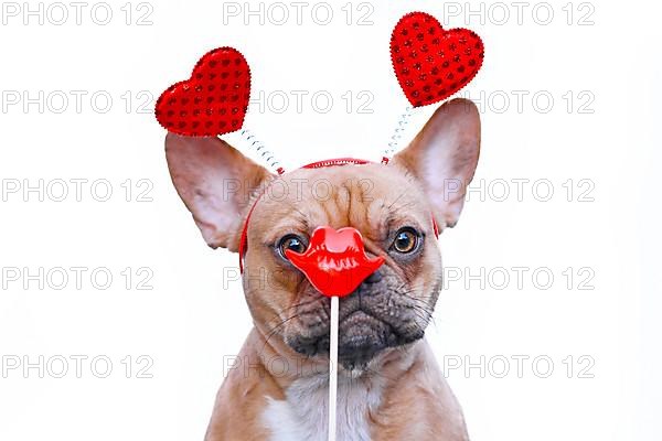 French Bulldog dog wearing Valentine headband with hearts looking at red kiss lips photo prop in front of face isolated on white background,
