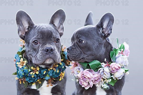 Beautiful blue French Bulldogs wearing romantic pink and blue flower collars in front of gray background,