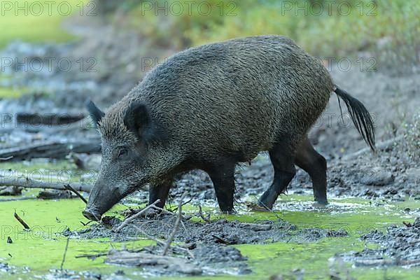 Wild boar,