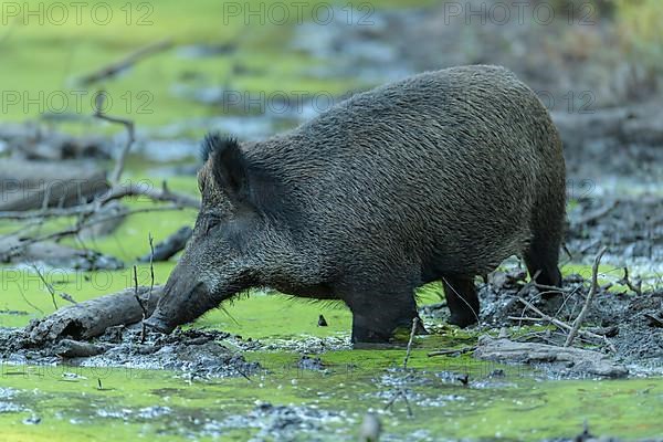 Wild boar,