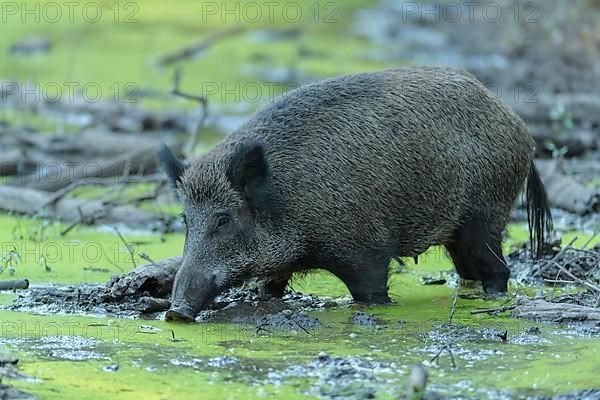 Wild boar,