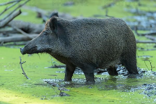 Wild boar,