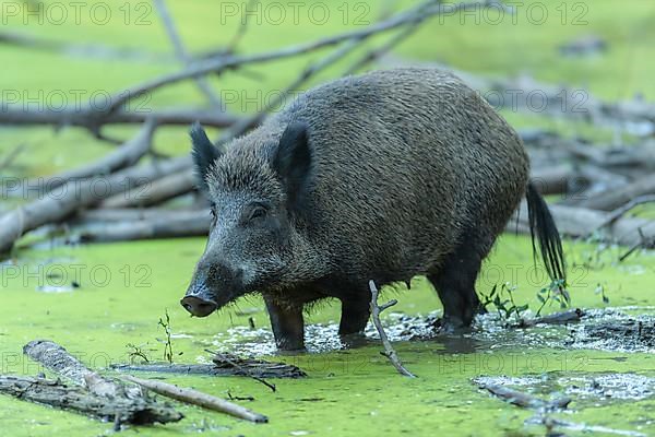 Wild boar,