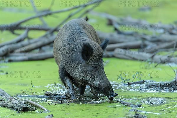 Wild boar,