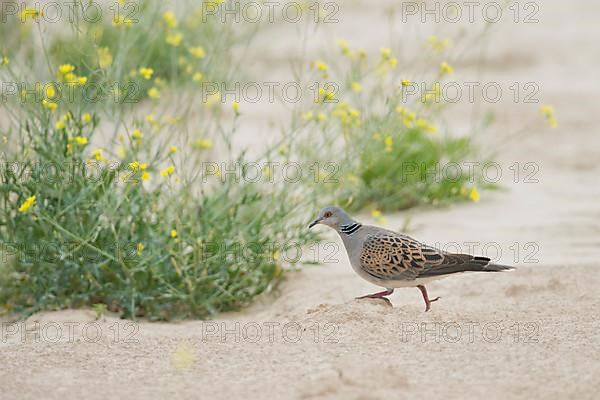 Turtle dove,