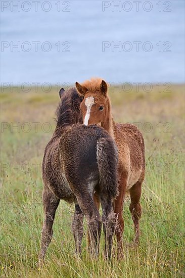 Icelandic Horse, Icelandic Pony