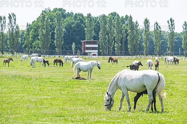 Roaming Kladruber Horses in the Unesco site, Landscape for Breeding and Training of Ceremonial Carriage Horses at Kladruby nad Labem