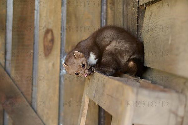 Stone Marten, Beech Marten