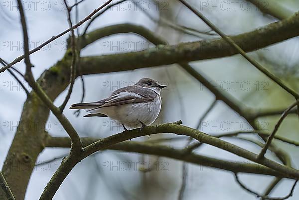 Spotted Flycatcher,