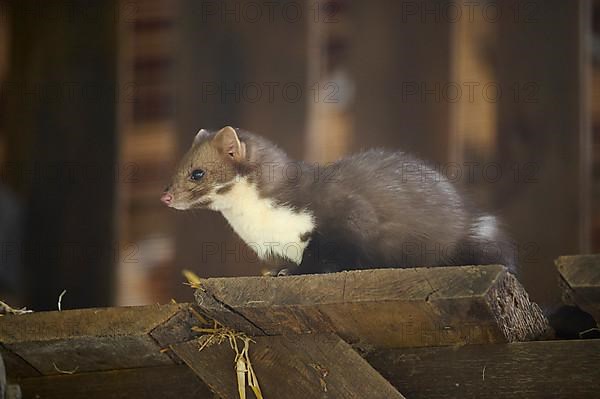 Stone Marten, Beech Marten