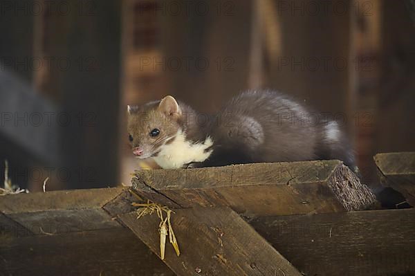 Stone Marten, Beech Marten