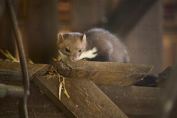 Stone Marten, Beech Marten