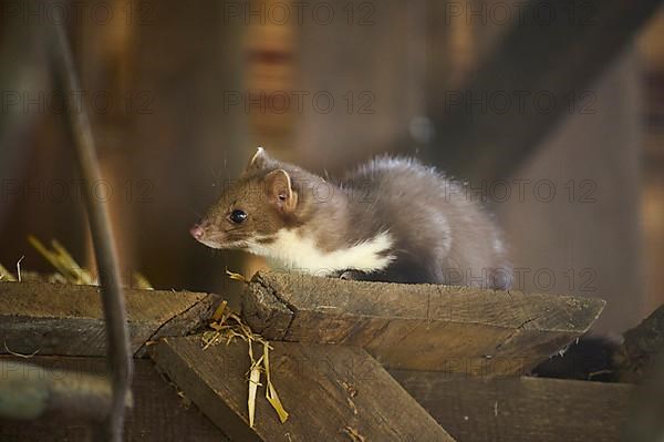 Stone Marten, Beech Marten