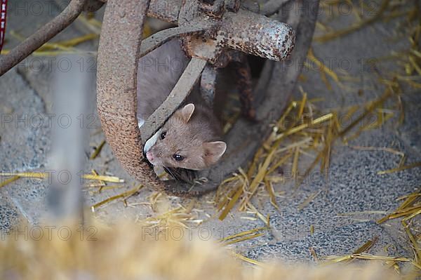 Stone Marten, Beech Marten