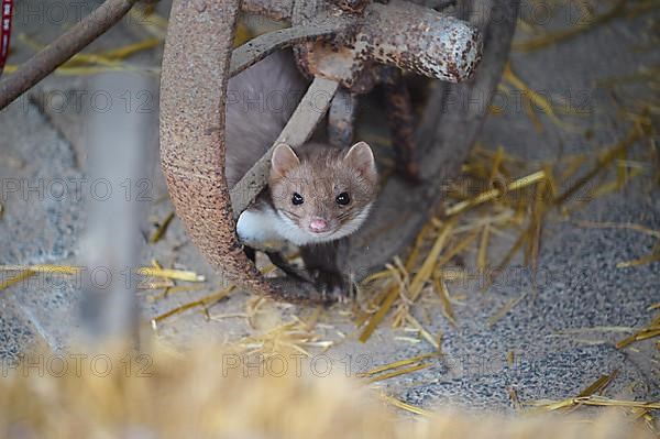 Stone Marten, Beech Marten