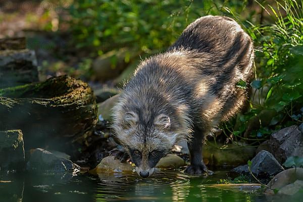 Raccoon dog,