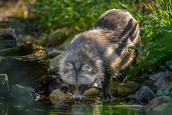 Raccoon dog,