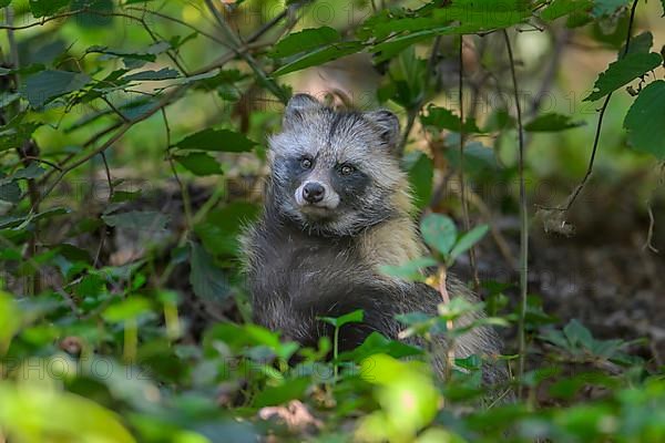 Raccoon dog,