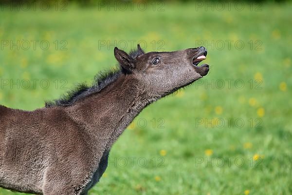 Horse, foal neighs on pasture