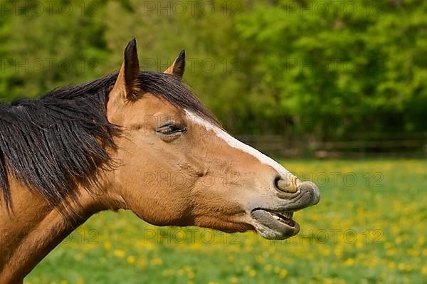 Horse, mare neighs on pasture