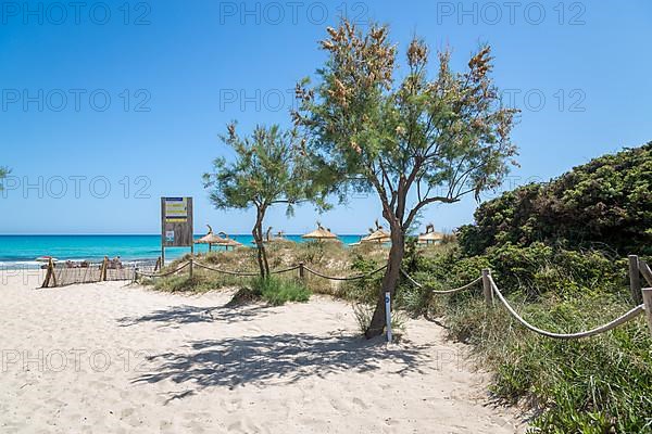 Sandy beach beach Playa de Muro, Can Picafort