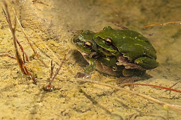 European tree frog,