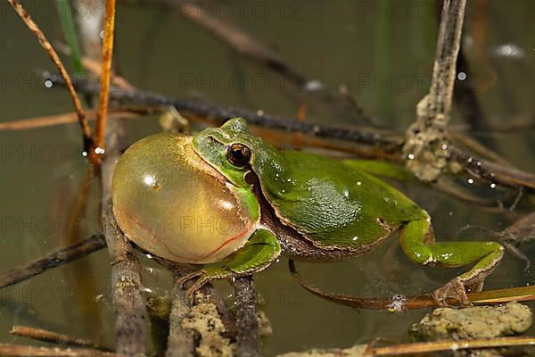 European tree frog,