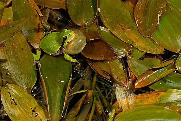 European tree frog,