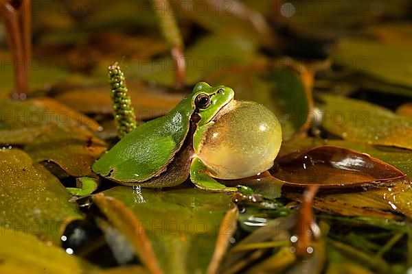 European tree frog,