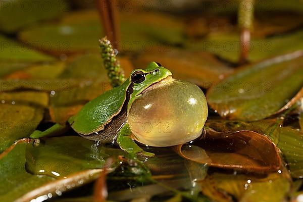 European tree frog,