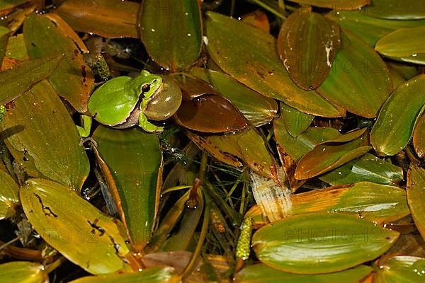 European tree frog,