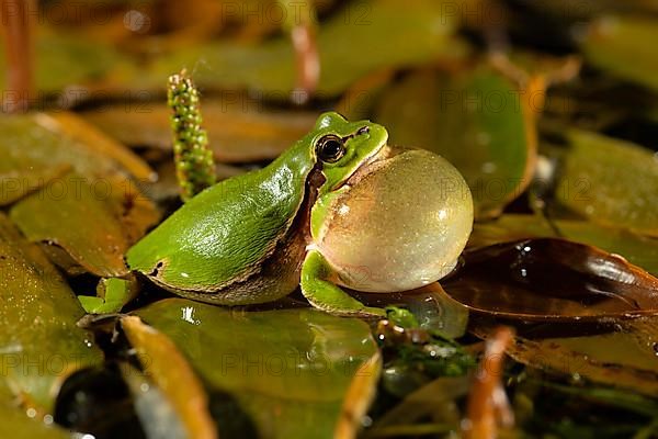 European tree frog,