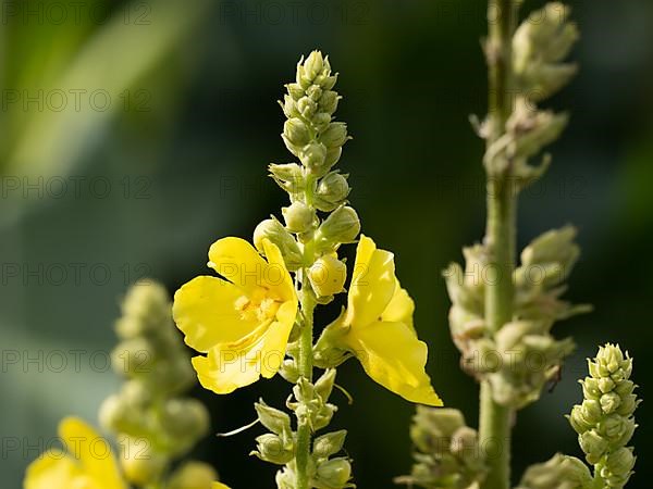 Dense-flowered mullein,