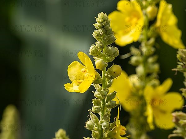 Dense-flowered mullein,