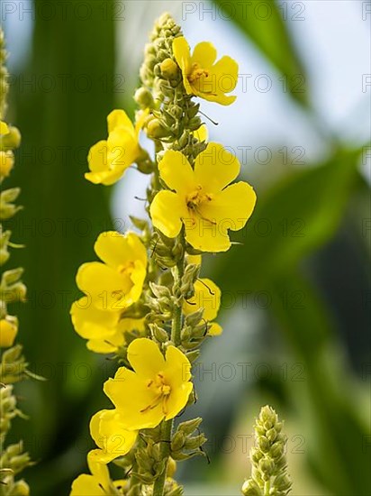 Dense-flowered mullein,