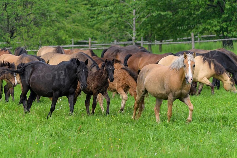 Domestic Horse Herd On The Pasture Photo12 imageBROKER Raimund Linke domestic-horse-herd-on-the-pasture-photo12-imagebroker-raimund-linke