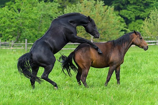 Domestic horse, mare and stallion on the pasture