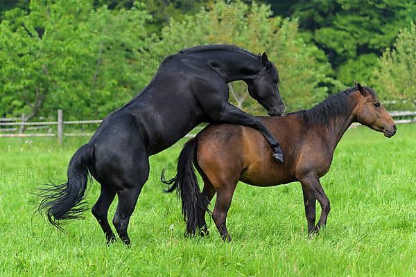 Domestic horse, mare and stallion on the pasture