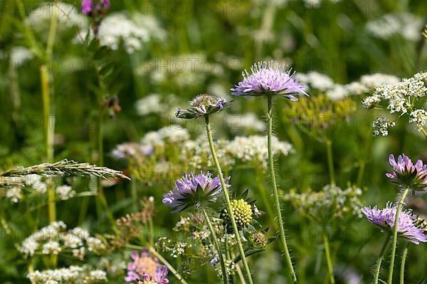 Field scabious,