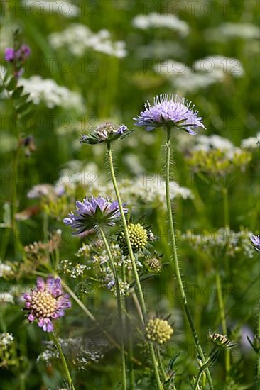 Field scabious,