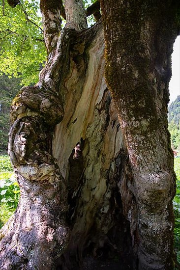 Sycamore maple,