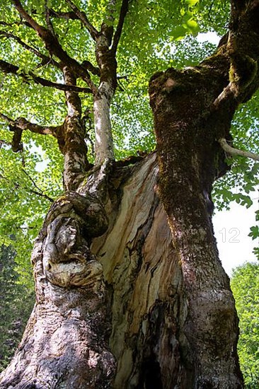 Sycamore maple,