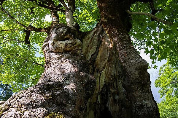 Sycamore maple,