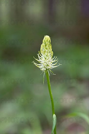 Spiked rampion,