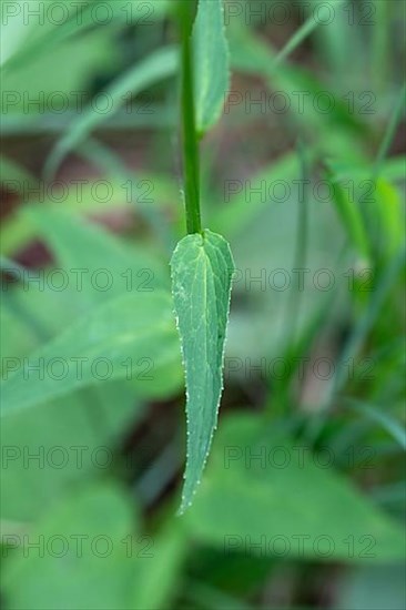 Spiked rampion,